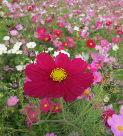 Close up red cosmos in cosmos flower field with variety of cosmos color in the backの写真素材