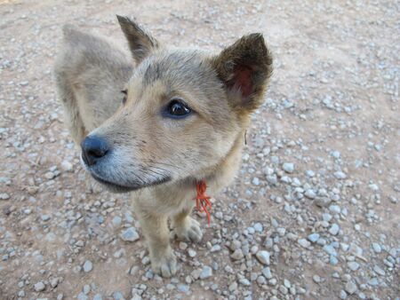 Close up brown dog with black nose and mouth looking on sideの写真素材