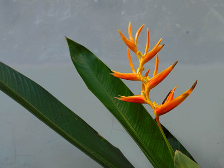 A striking heliconia flower stands out with bright orange bracts against a light-colored background,...