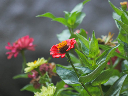 Zinnia elegans is a genus of flowering plants in the sunflower family Asteraceae.の写真素材