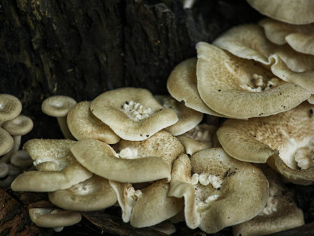 Mushrooms growing on a tree in the forest, close upの写真素材