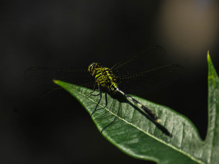 Dragonfly on a green leaf, close-up, macro photography
