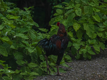 A rooster in the garden of a private house. Close up.の写真素材