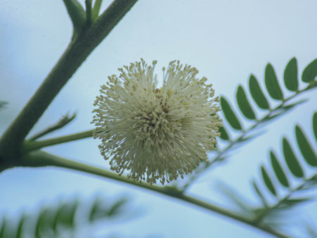 A detailed view of soft, white fluffy flowers blooming on a slender green stem.の写真素材
