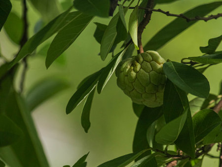 A vivid green leaf in sharp focus, symbolizing nature
