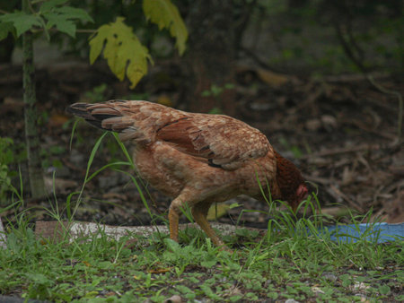 A brown chicken pecking on grass, representing simple rural life in a natural setting.の写真素材