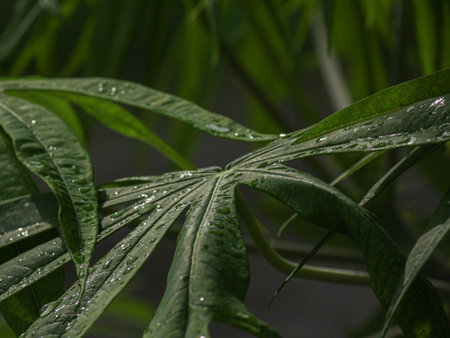 Dew drops sparkling on yodium leaves under soft morning light.