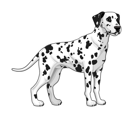 Dalmatian. Vector isolated dog.のイラスト素材
