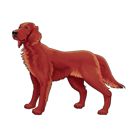 Irish setter. Vector isolated dog.のイラスト素材