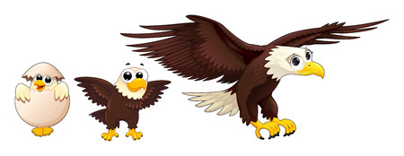 Development of the eagle in different ages. Vector isolated characters.のイラスト素材