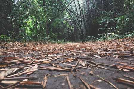 nature