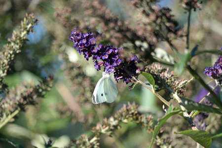 Spring Butterfly