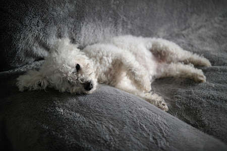 Couch Bichonの写真素材