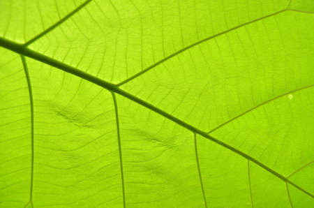 Green leaves