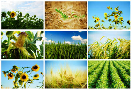 collage of various crops-sunflowers, wheat, corn,rye, soybeanの写真素材