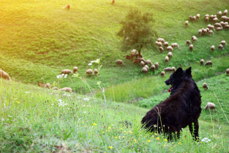 flock of sheep and shepherd dogの写真素材