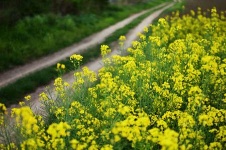 rapeseed field near rural road