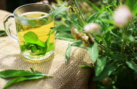 sage teaの写真素材