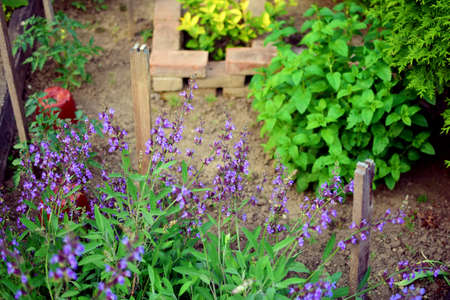 herbal gardenの写真素材