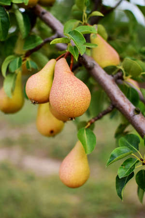 pear treeの写真素材