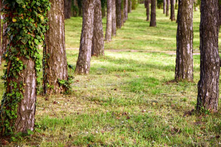 trees alley, green park areaの写真素材