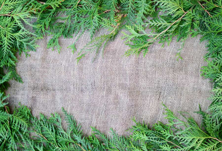 pine leaves around the edges of rustic burlapの写真素材