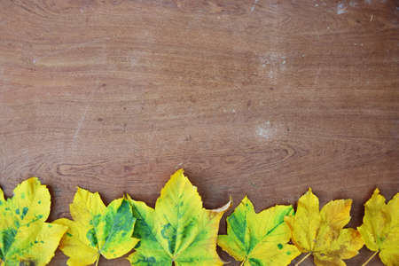 fall leaves on wooden background