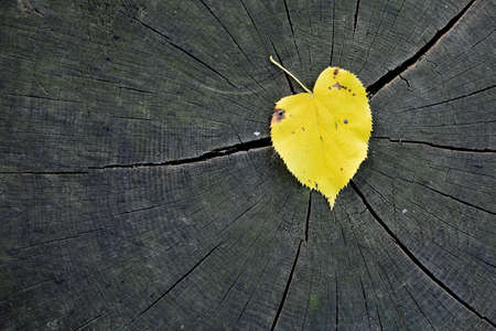 yellow leaf on wood log