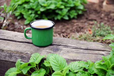enamel cup of herbal tea, lemon balm teaの写真素材