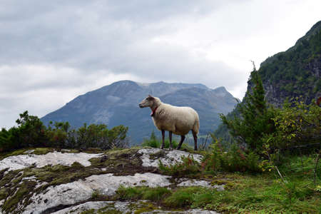 sheep grazing, Geiranger, Norwayの写真素材