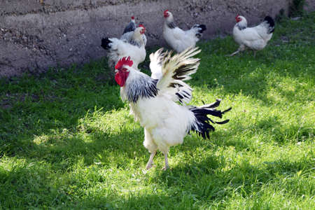 rooster and chickens in a farmyardの写真素材