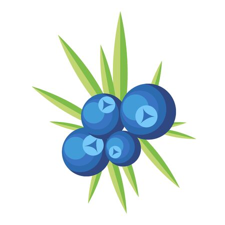 Berries of juniper with some leaves. Vector illustrationのイラスト素材