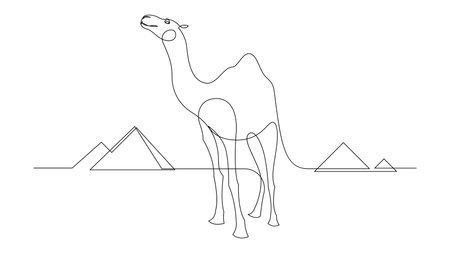 Continuous one line drawing camel walking in the desert with pyramids in the background. Single line draw design vector graphic illustrationのイラスト素材