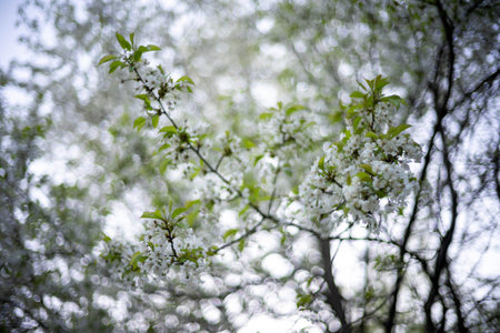 Spring blossom blurry background. Beautiful nature scene with blooming tree with bokeh