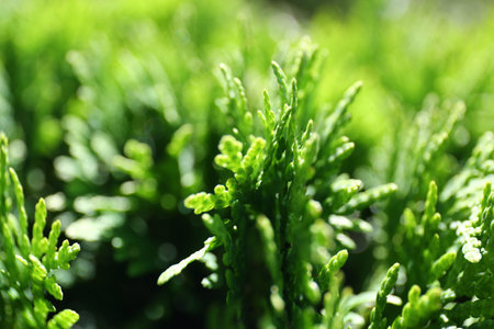 Close up of fresh green conifer branches with soft sunlight and blurred natural background. Concept of nature, growth, freshness, ecology and environmental purity.の写真素材