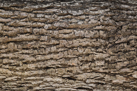 Tree Bark Texture Natural Backgroundの写真素材