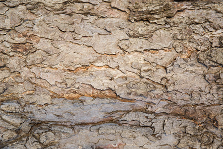 Tree bark texture, close up photoの写真素材