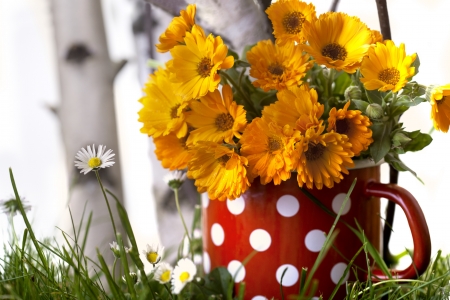 marigold in pot and daisiesの写真素材