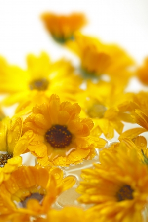 Marigold flowersの写真素材