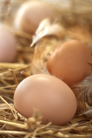 fresh eggs in a nestの写真素材