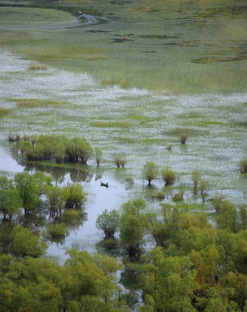 Lake Skadar in Montenegroの写真素材