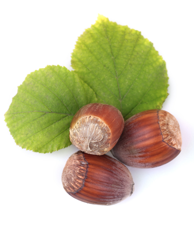 hazelnuts isolated on whiteの写真素材