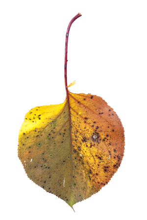 autumn leaf isolated on whiteの写真素材