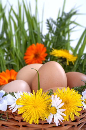
Eggs in a basket with spring plants and flowersの写真素材