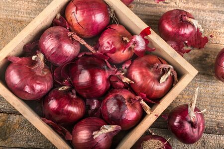 Organic red onion grown in a local garden, the concept of healthy food from autumn fruitsの写真素材