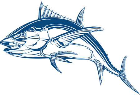 Atlantic bluefin tuna fish (Thunnus thynnus), vector illustrationのイラスト素材