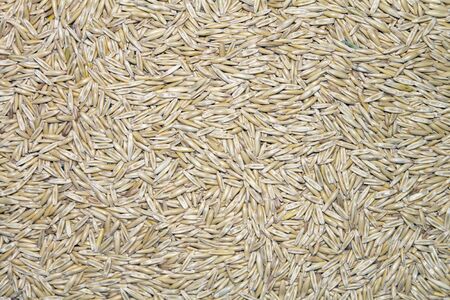 Oatsの写真素材