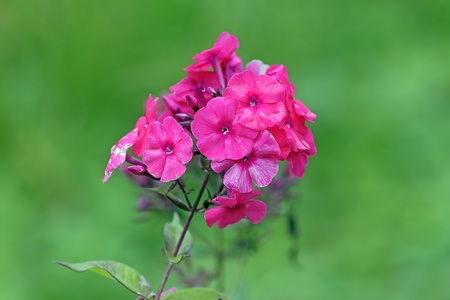 The very last phlox in autumn. End September, rainy.の写真素材