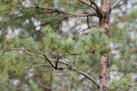 Pine wallpaper. Forest background with some pine tree.の写真素材