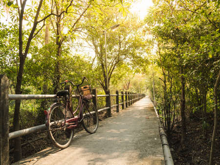 bike in the Long pathway in forest with sunlight in the morning, bike for lifeの写真素材